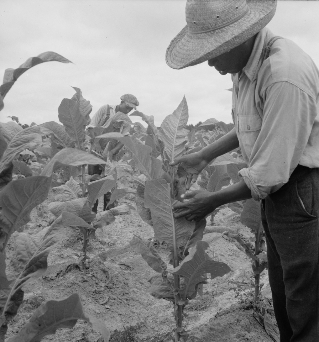 Sharecropper Sam Harrison Explains Tobacco